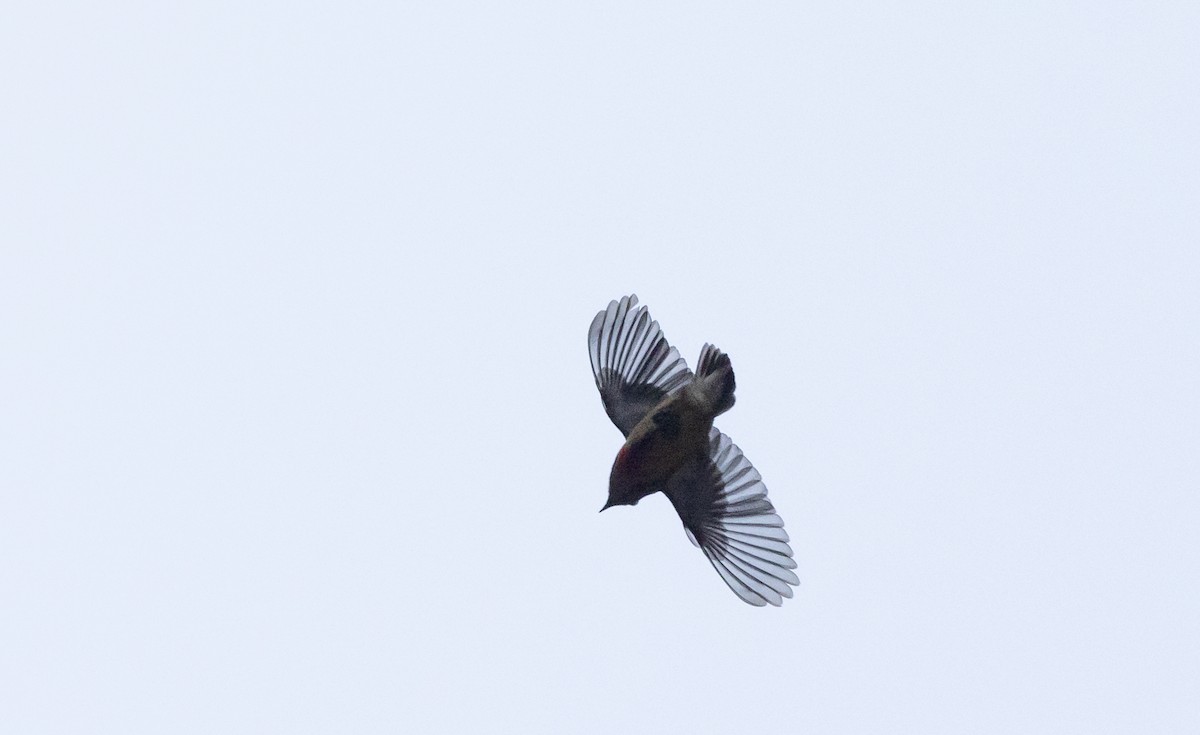 Fire-breasted Flowerpecker - ML641264533