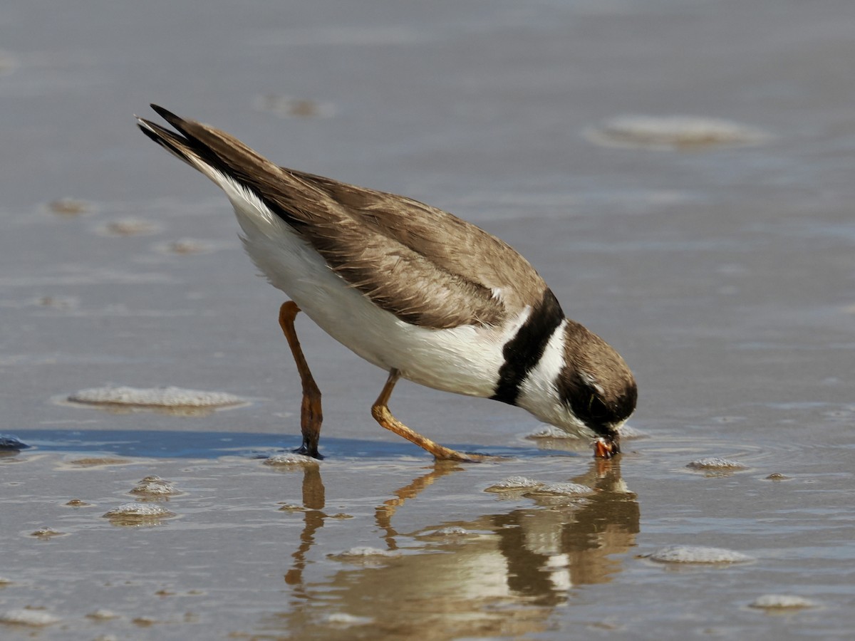 Semipalmated Plover - ML641264552