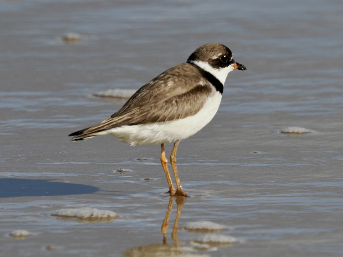 Semipalmated Plover - ML641264553