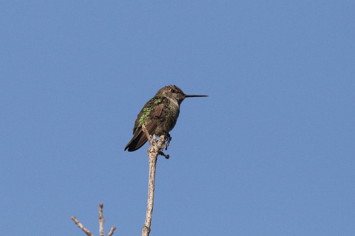 Anna's Hummingbird - ML641264555