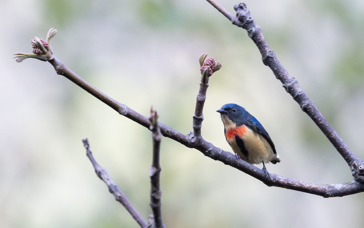 Fire-breasted Flowerpecker - ML641264596