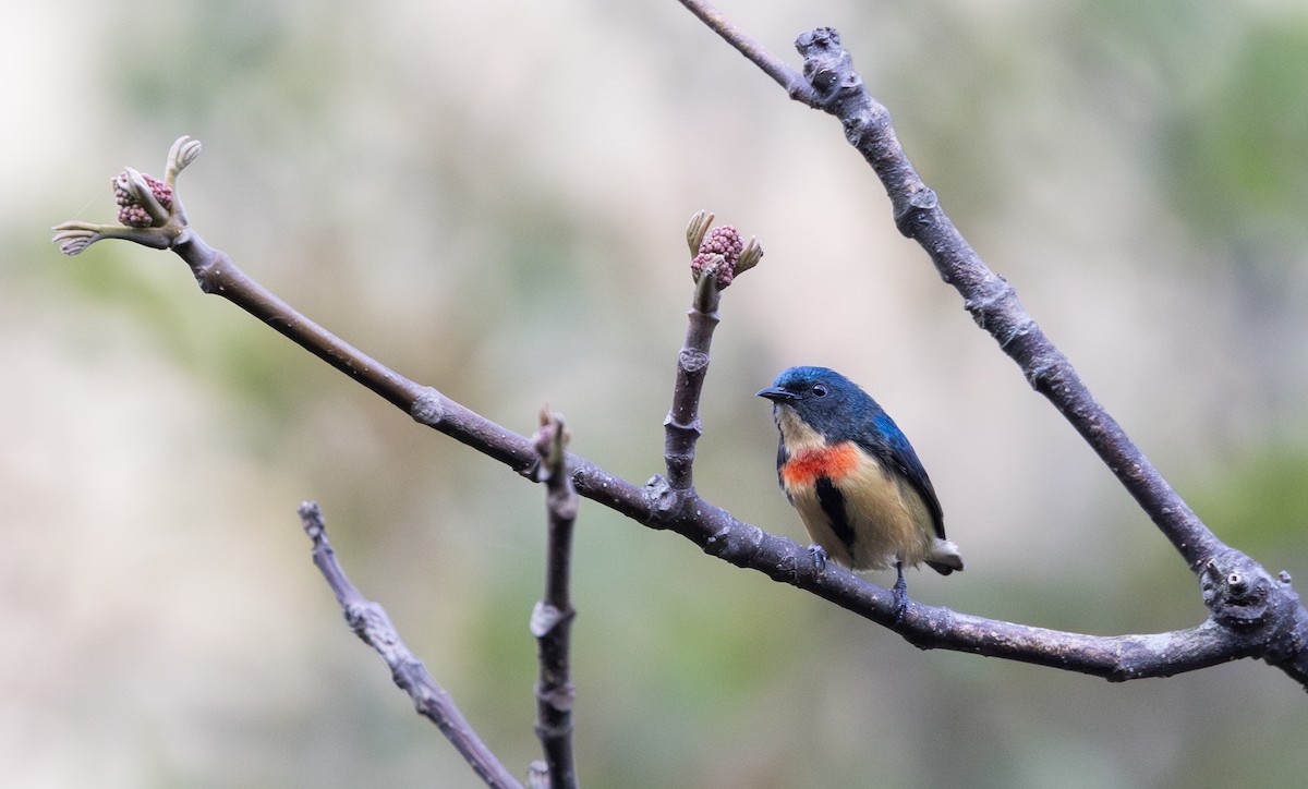 Fire-breasted Flowerpecker - ML641264597
