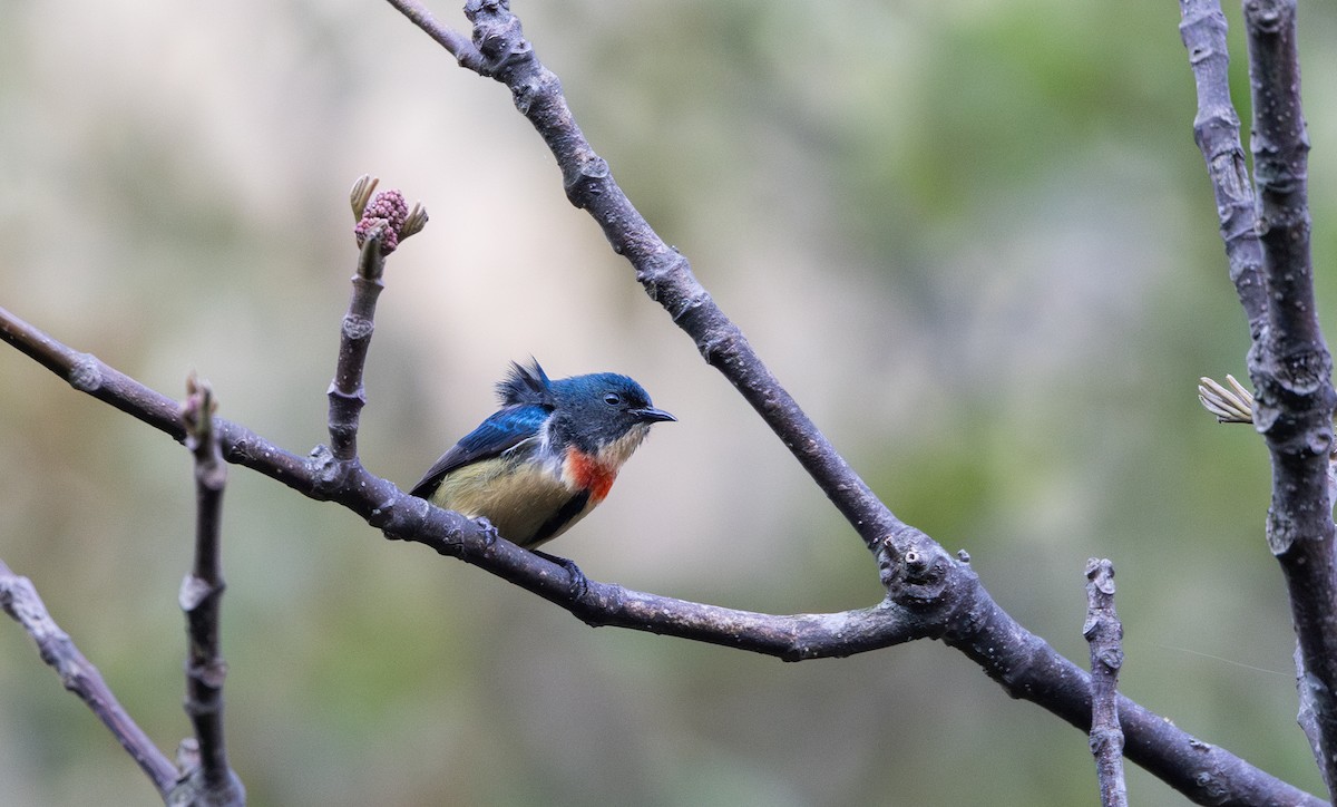 Fire-breasted Flowerpecker - ML641264598