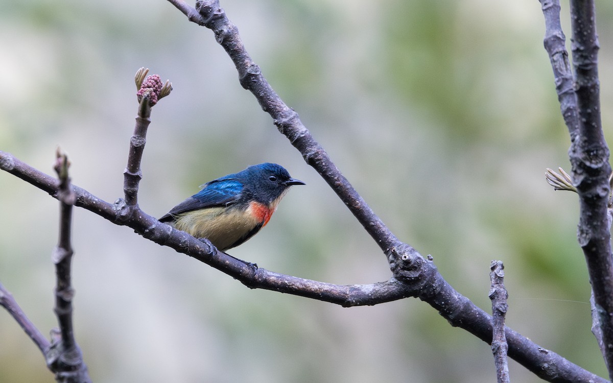 Fire-breasted Flowerpecker - ML641264599