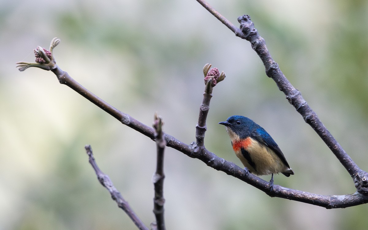 Fire-breasted Flowerpecker - ML641264600