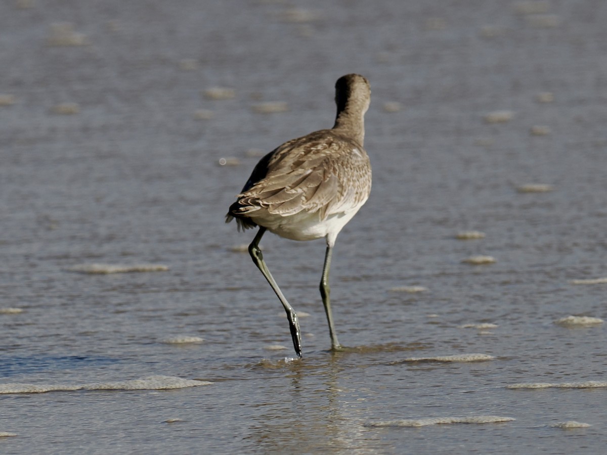 Willet - ML641264609