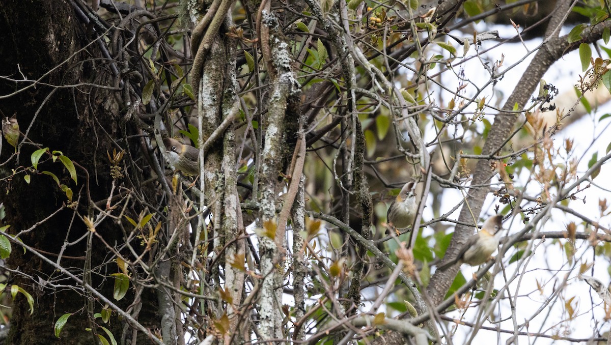 Yuhina Bigotuda - ML641264613