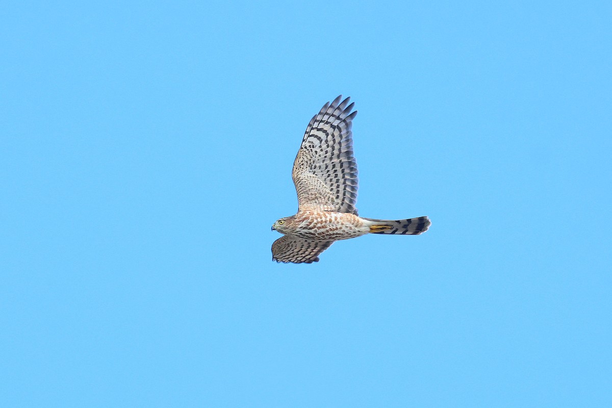 Sharp-shinned Hawk - ML641264632