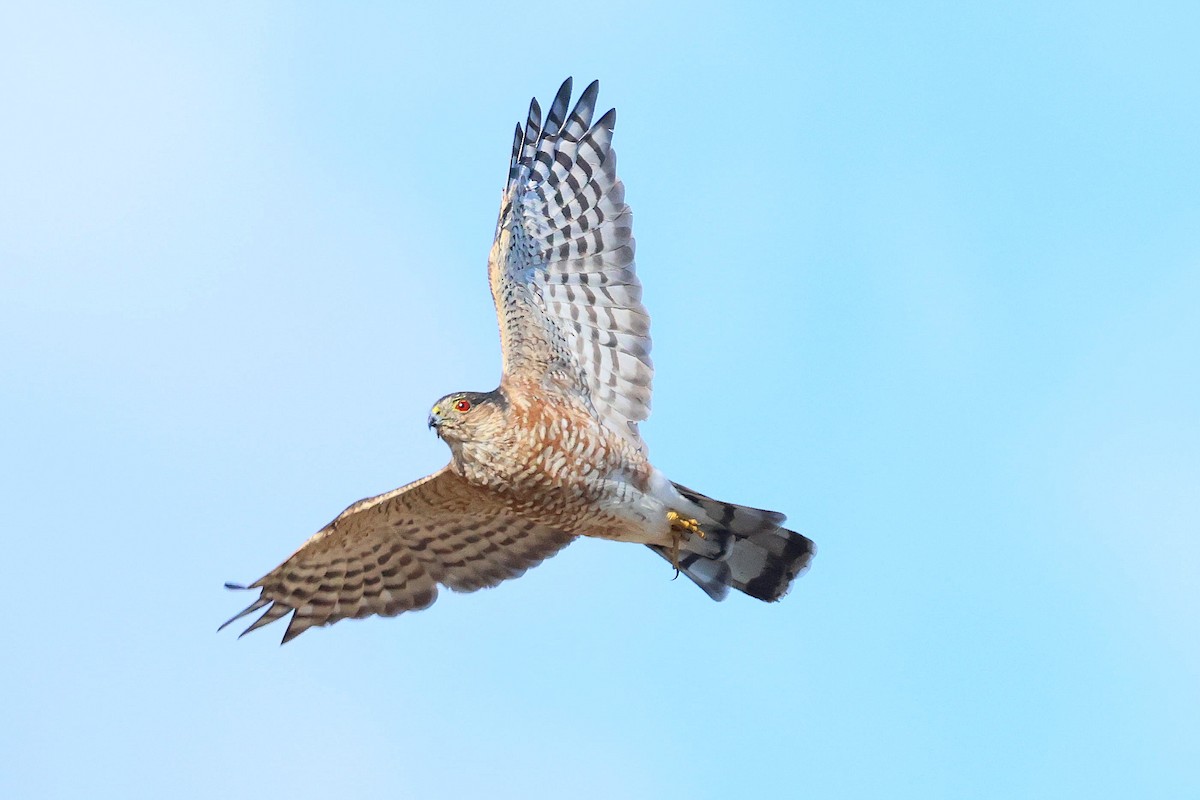Sharp-shinned Hawk - ML641264635