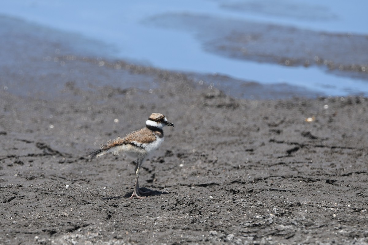 Killdeer - ML641264682