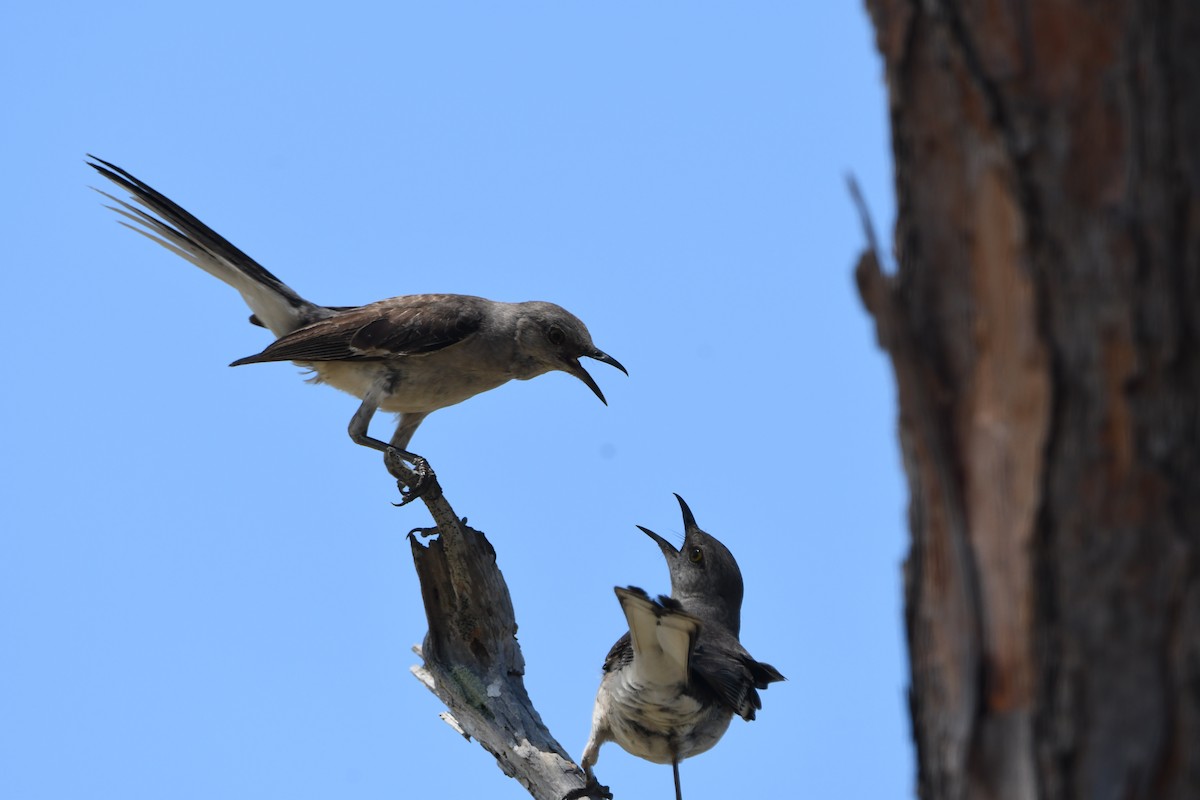 Northern Mockingbird - ML641264715