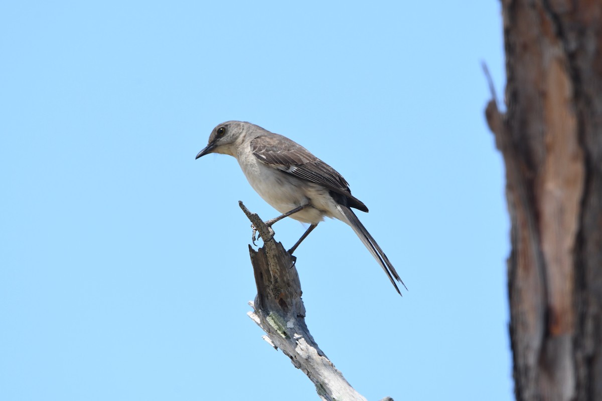 Northern Mockingbird - ML641264719