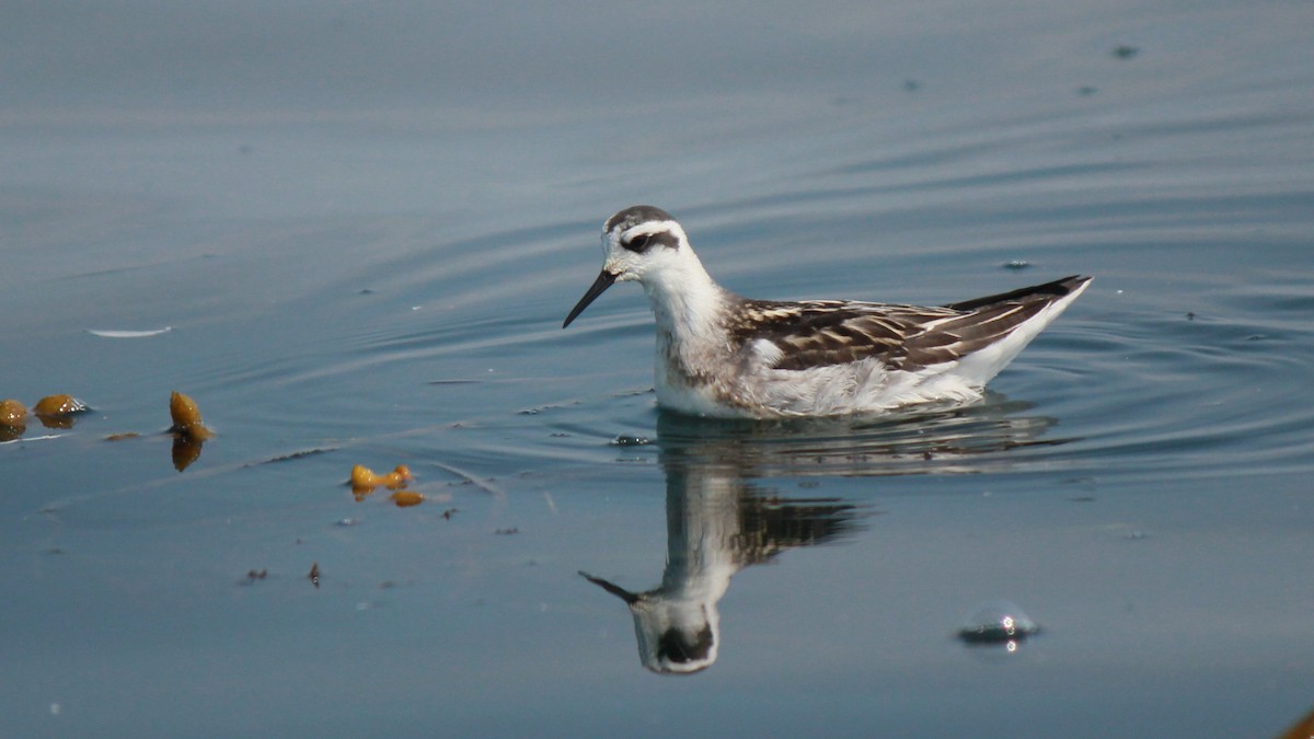 紅領瓣足鷸 - ML641264730