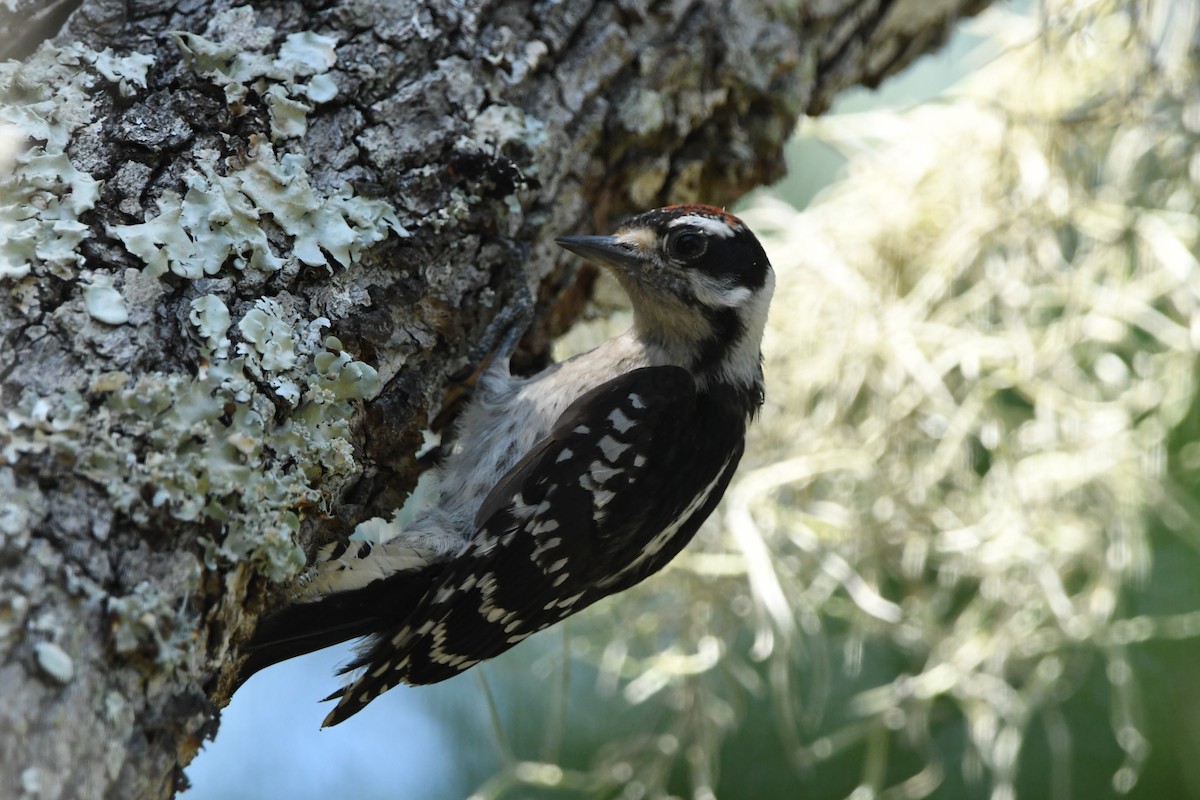 Downy Woodpecker - ML641264733