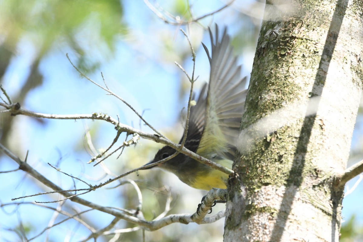 Great Crested Flycatcher - ML641264743