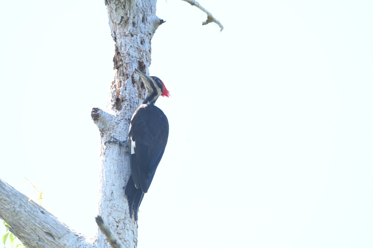 Pileated Woodpecker - ML641264748