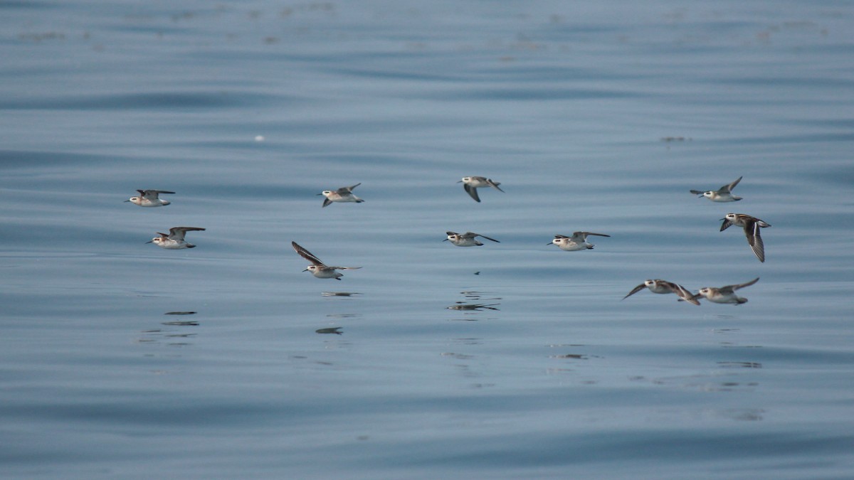 紅領瓣足鷸 - ML641264771