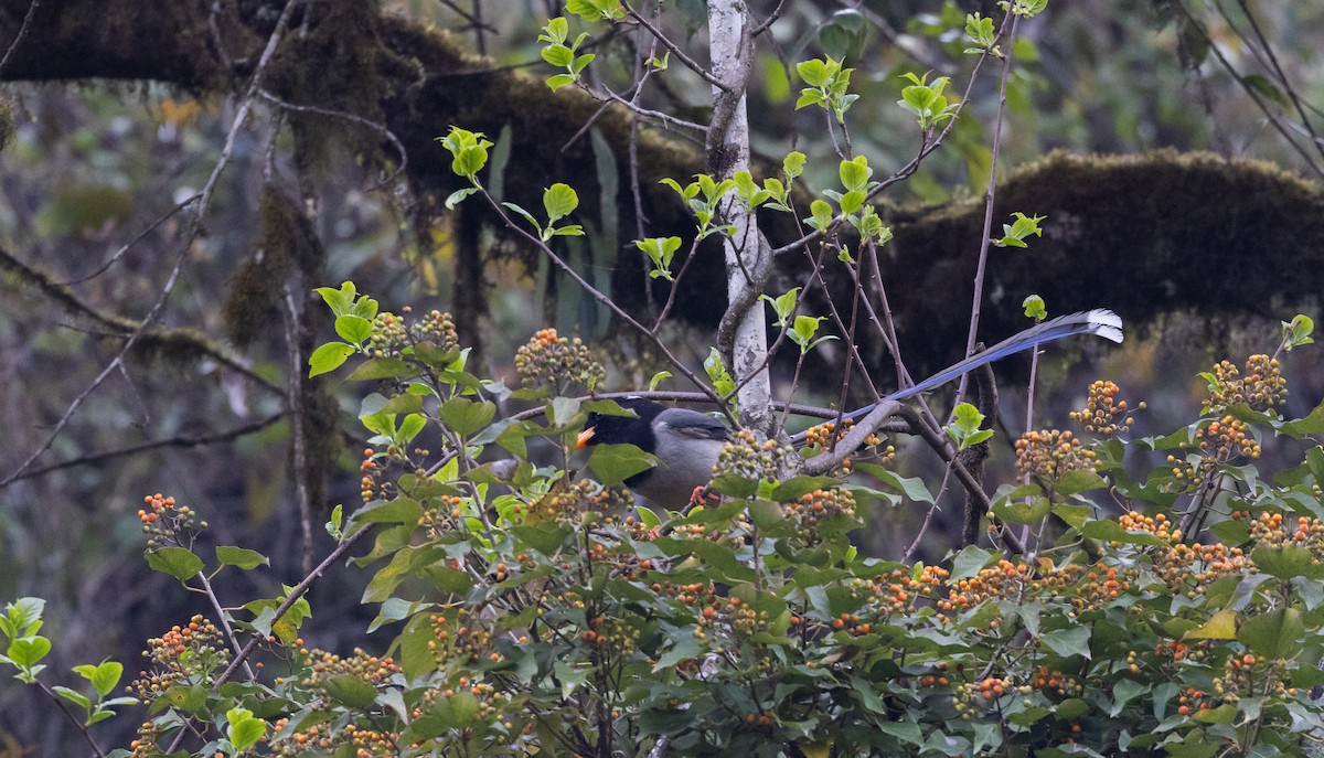 Yellow-billed Blue-Magpie - ML641264772