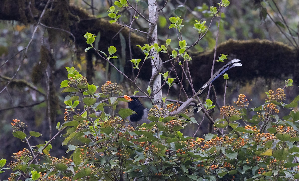 Yellow-billed Blue-Magpie - ML641264773