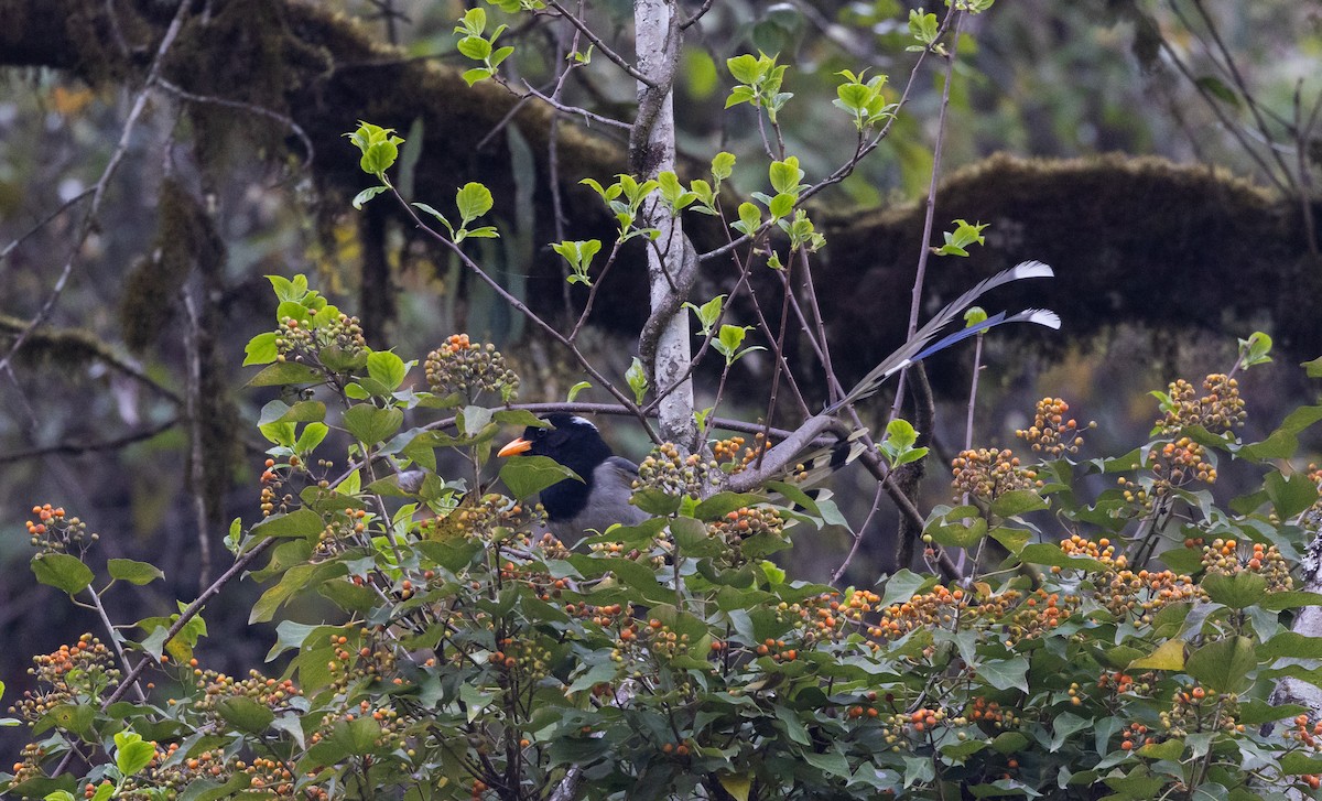 Yellow-billed Blue-Magpie - ML641264774