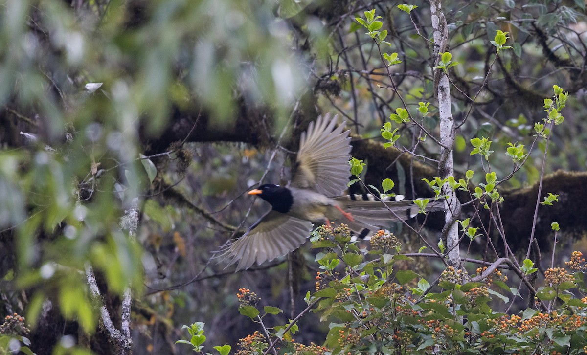 Yellow-billed Blue-Magpie - ML641264777