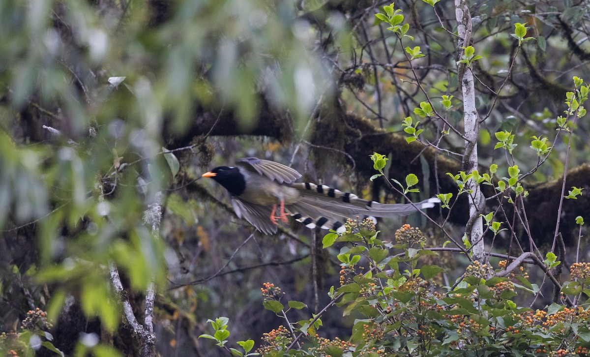 Yellow-billed Blue-Magpie - ML641264778