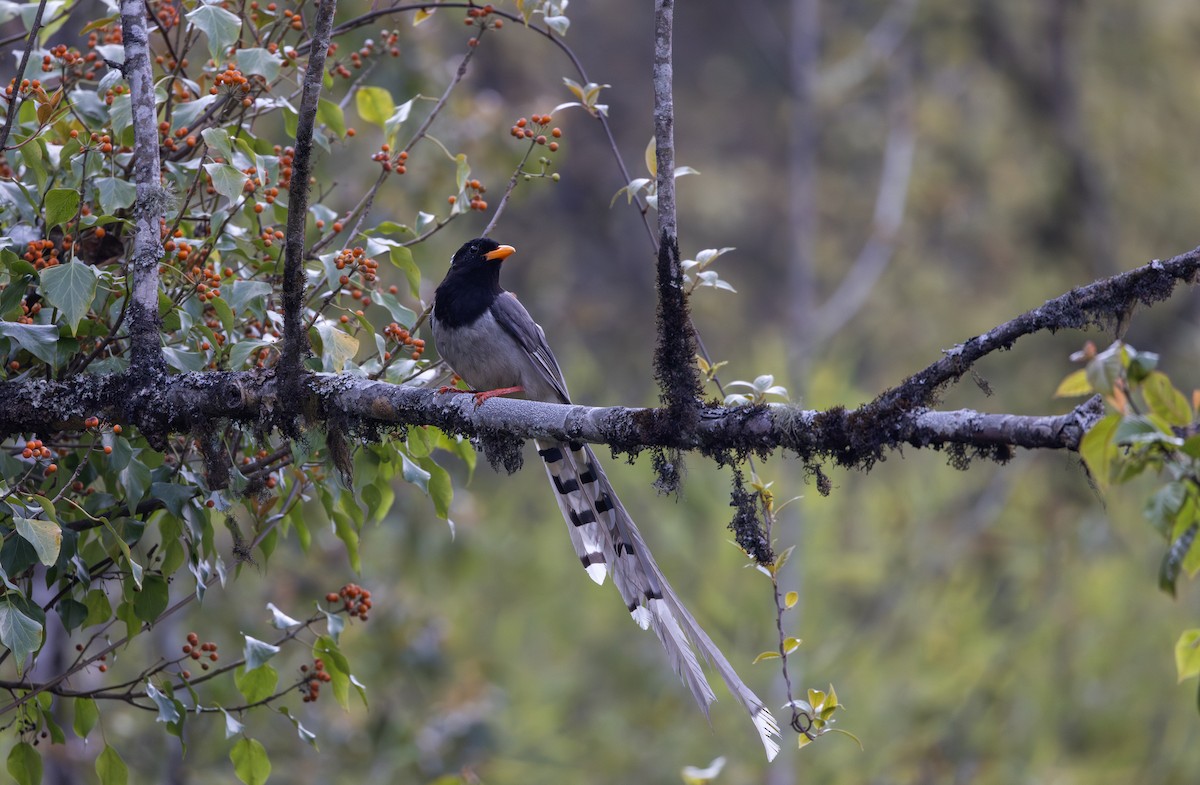 Yellow-billed Blue-Magpie - ML641264780