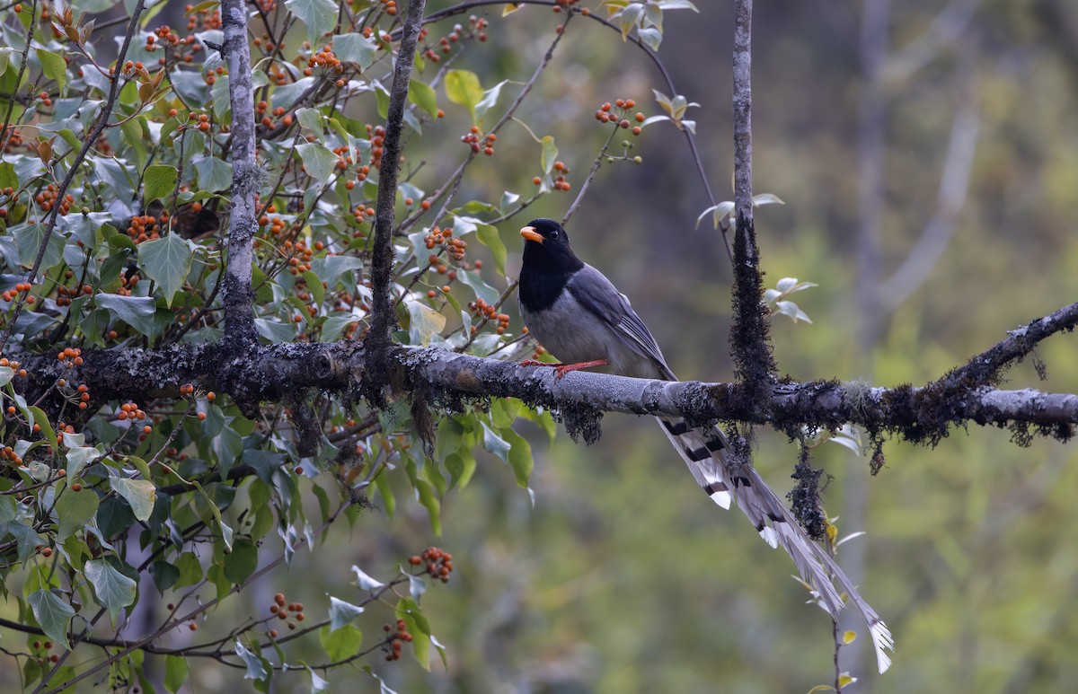 Yellow-billed Blue-Magpie - ML641264785