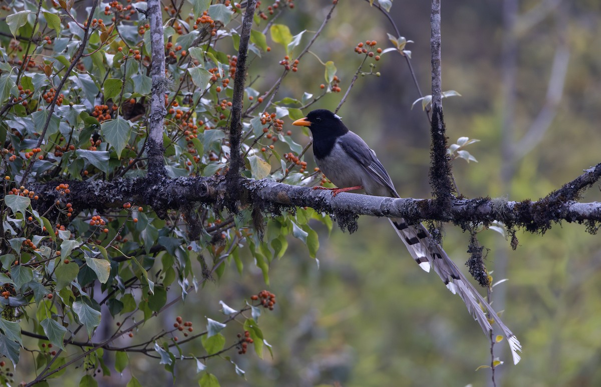Yellow-billed Blue-Magpie - ML641264786