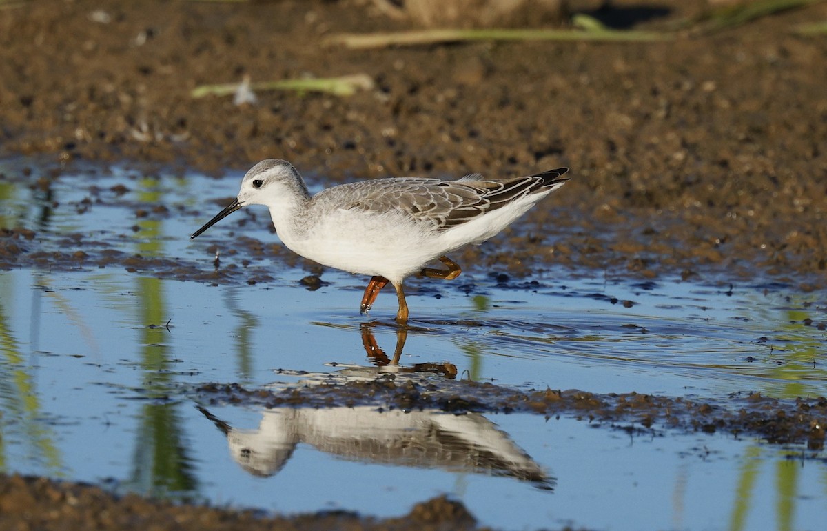 Wilson's Phalarope - ML641264787