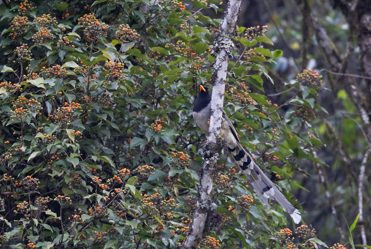 Yellow-billed Blue-Magpie - ML641264796