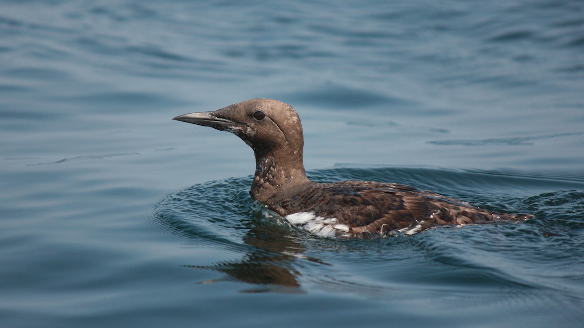 崖海鴉 - ML641264800