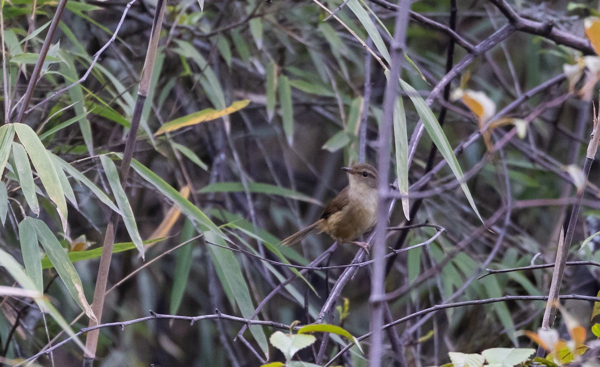 Brownish-flanked Bush Warbler - ML641264801