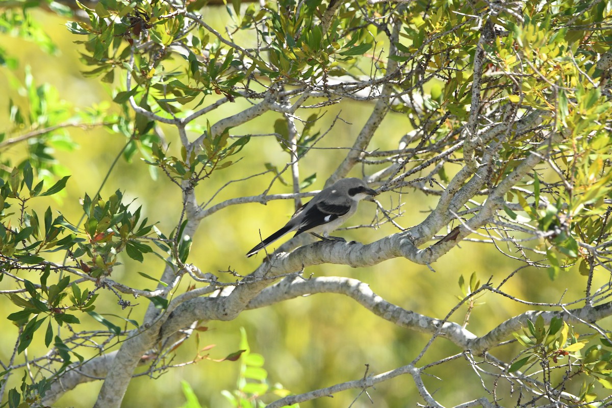 Loggerhead Shrike - ML641264807