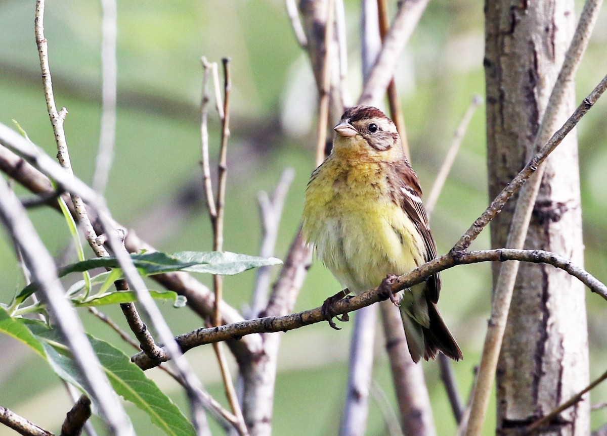 Yellow-breasted Bunting - ML64126481