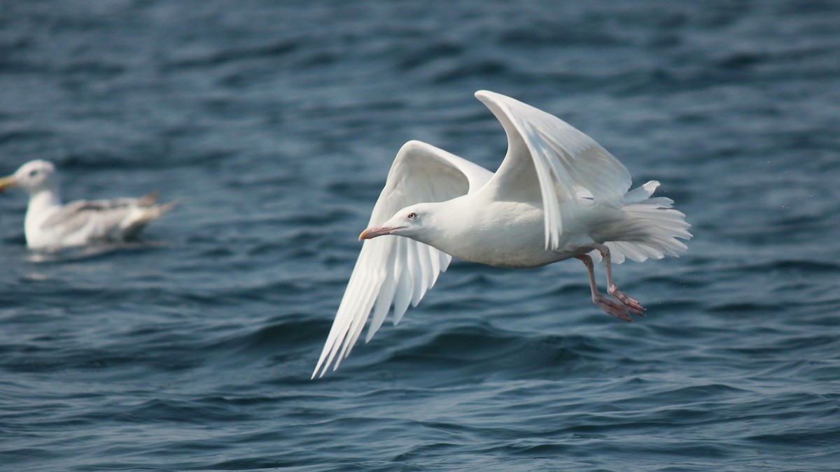 Larus sp. - ML641264813