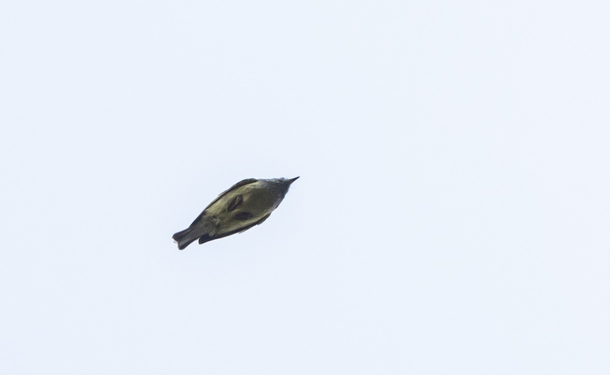 Ashy-throated Warbler - ML641264817