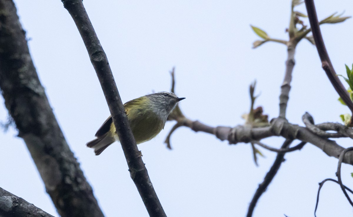 Ashy-throated Warbler - ML641264818