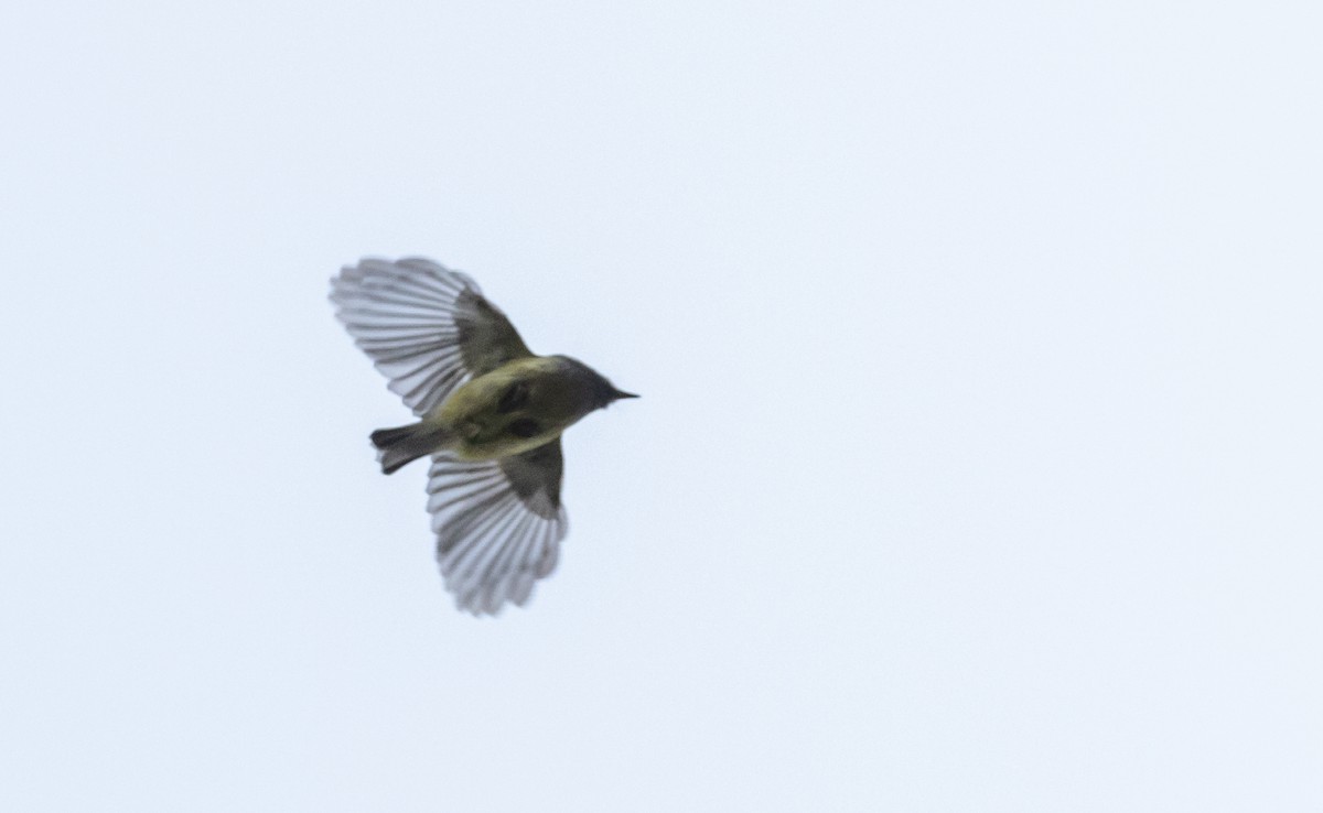Ashy-throated Warbler - ML641264819
