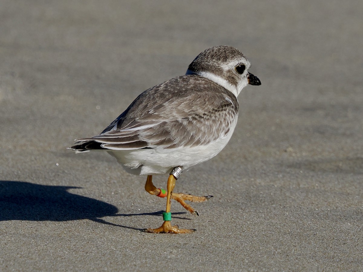 Piping Plover - ML641264820
