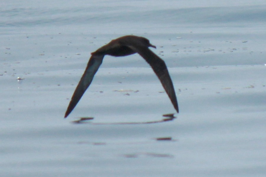 灰水薙鳥 - ML641264823