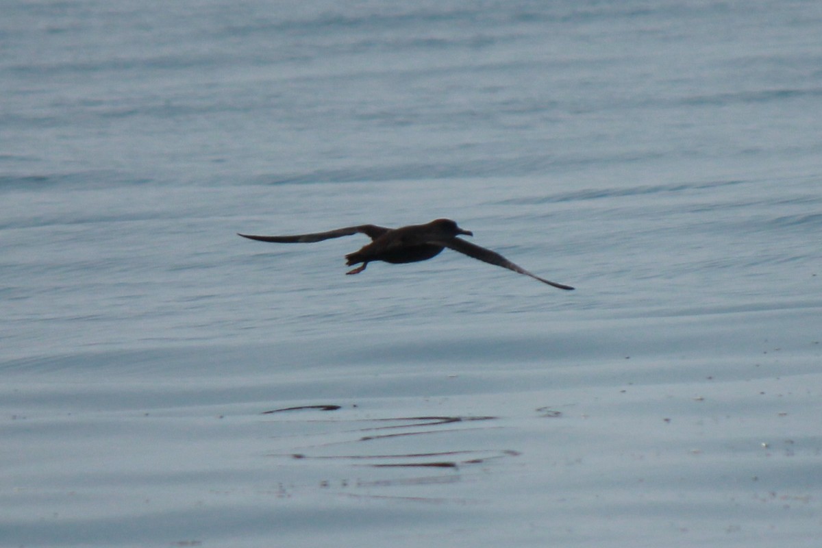 灰水薙鳥 - ML641264824