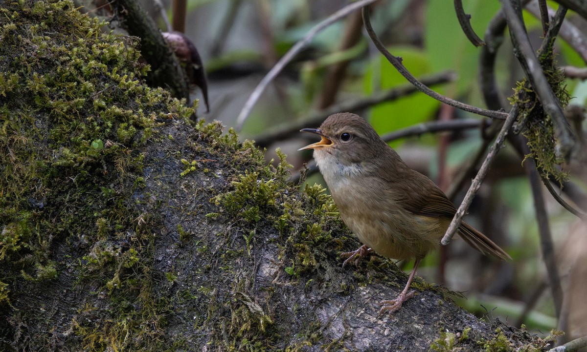 Brownish-flanked Bush Warbler - ML641264827