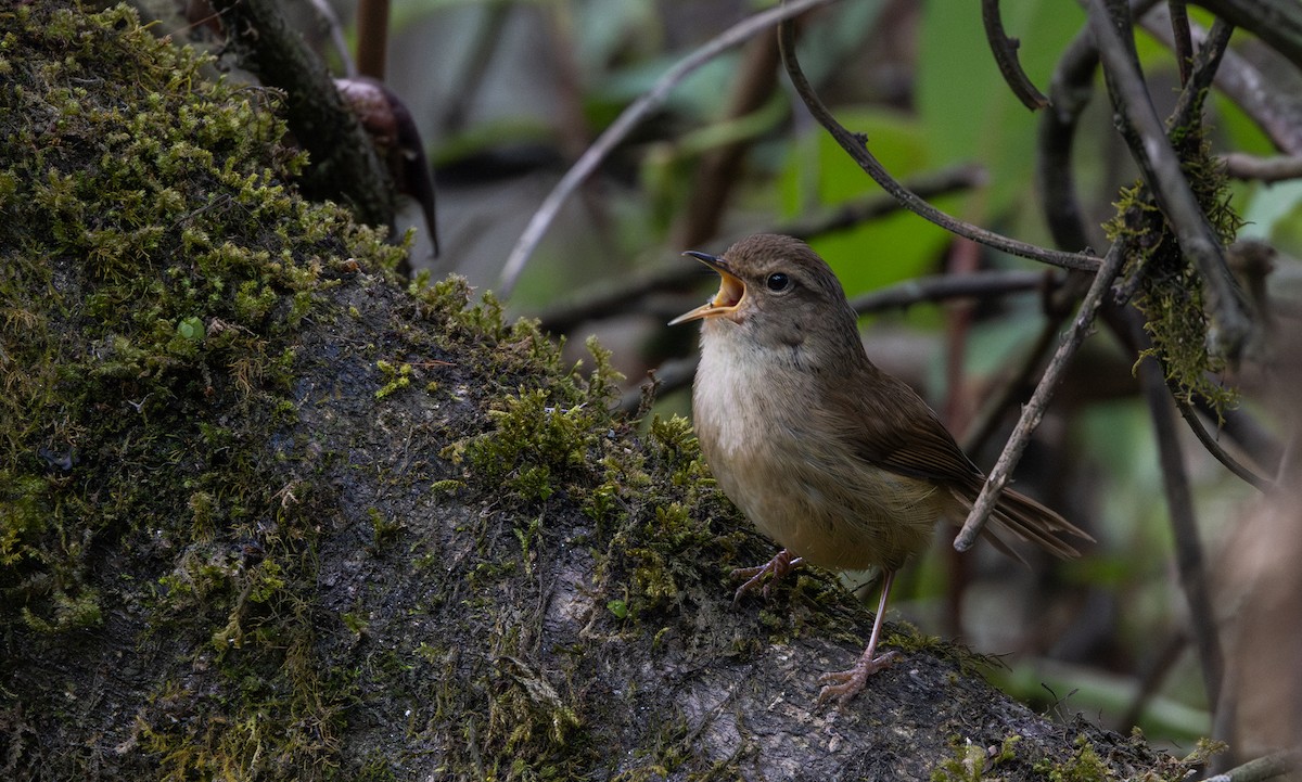 Brownish-flanked Bush Warbler - ML641264828