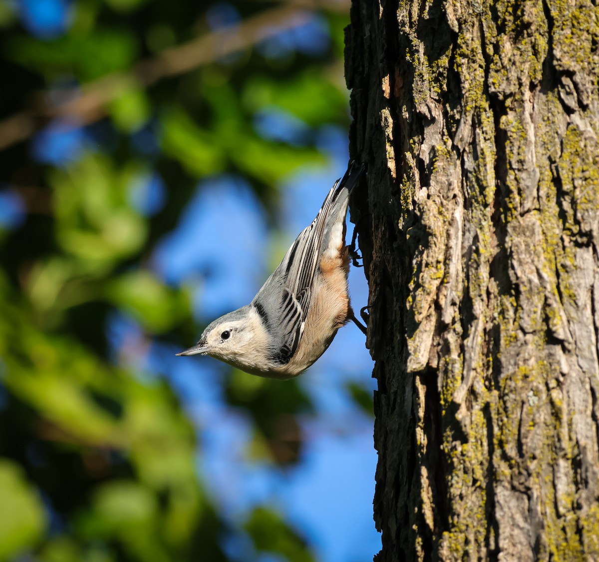 White-breasted Nuthatch - ML641264830