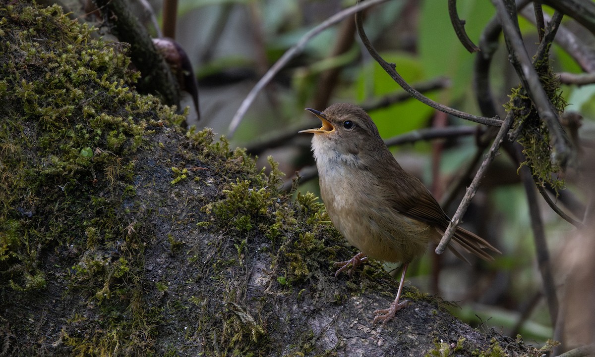 Brownish-flanked Bush Warbler - ML641264831