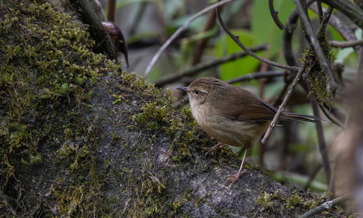 Brownish-flanked Bush Warbler - ML641264837