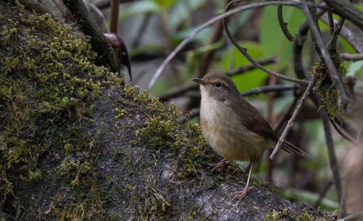 Brownish-flanked Bush Warbler - ML641264838