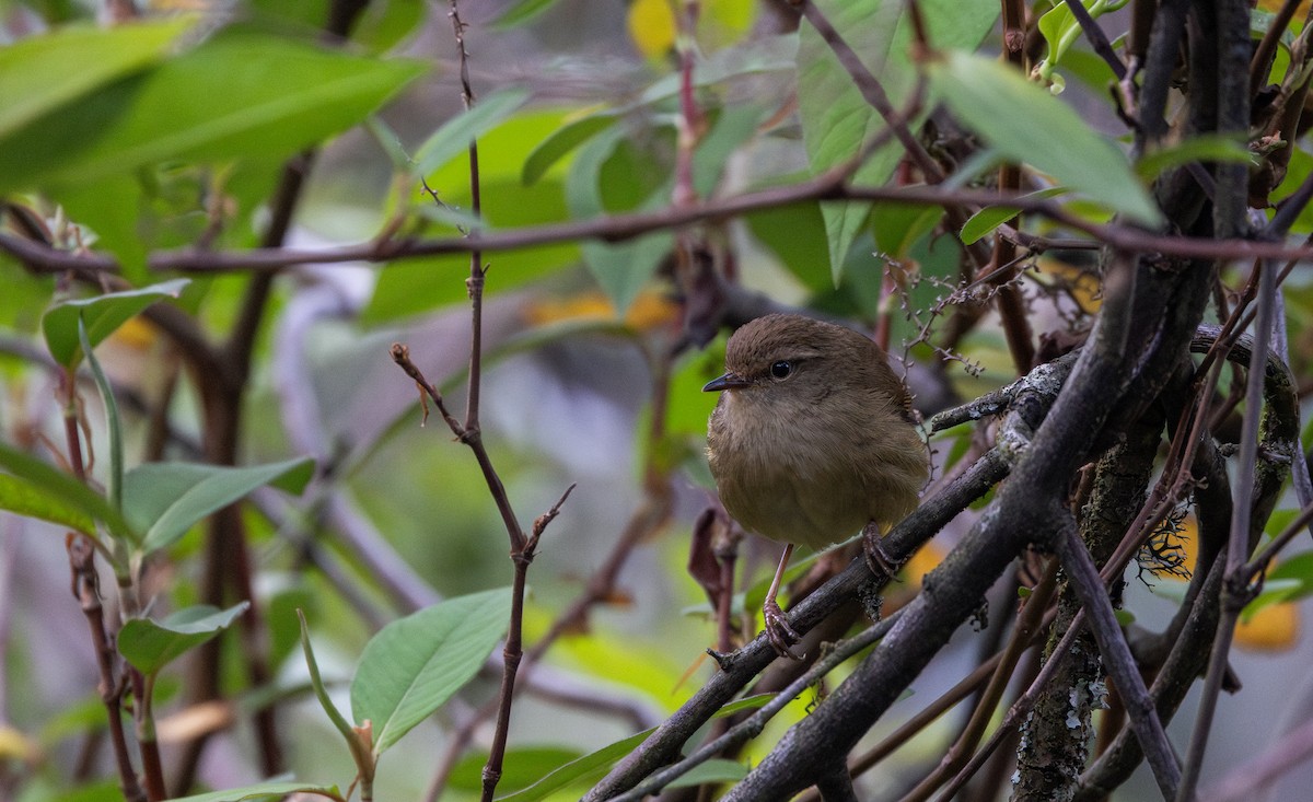 Brownish-flanked Bush Warbler - ML641264844
