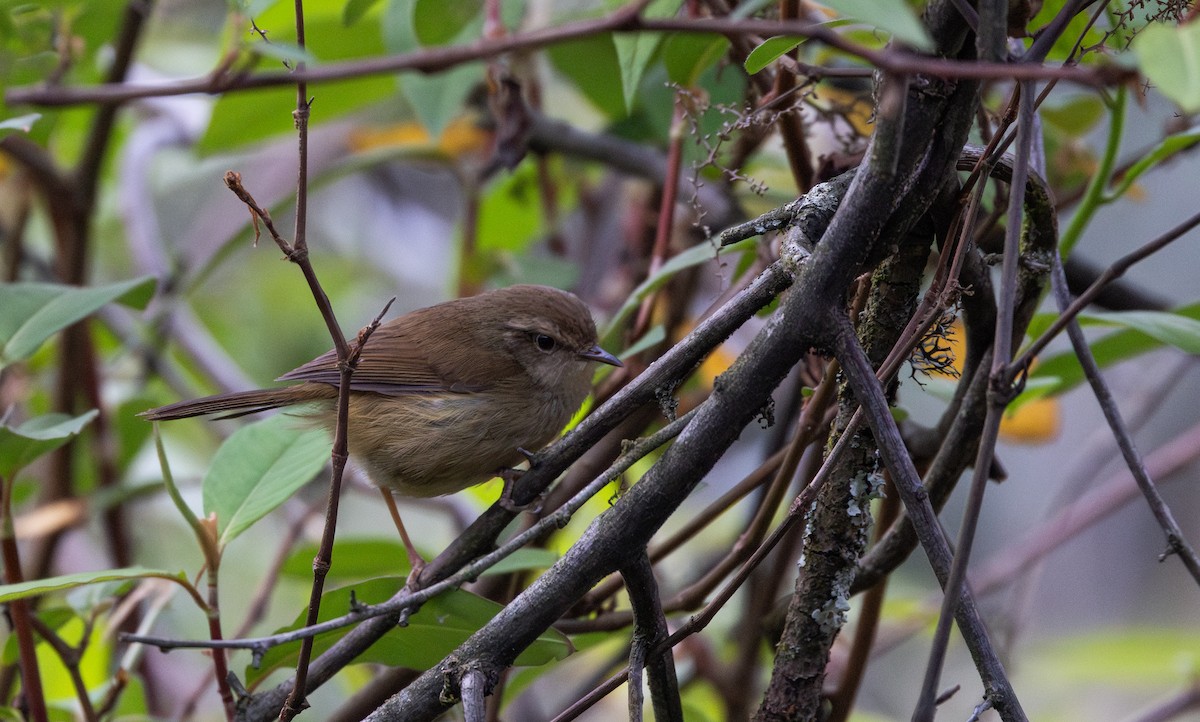 Brownish-flanked Bush Warbler - ML641264845